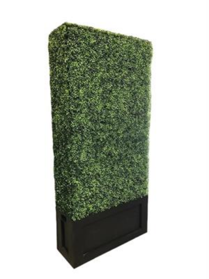 Picture of 3.5' L x 8' H Boxwood  Hedges