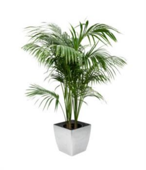 Picture of Plant, Kentia Palm 5-6 Ft