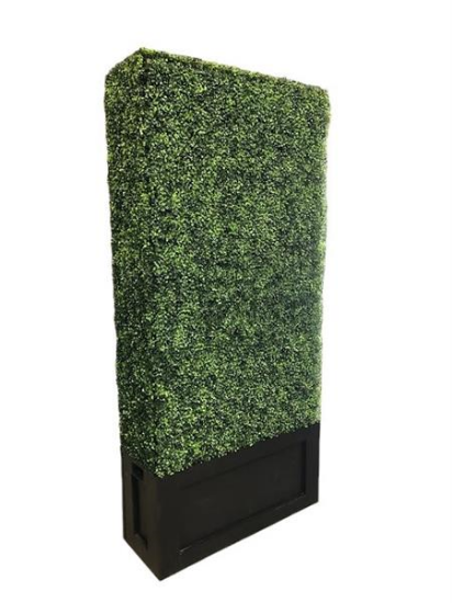 Picture of 3.5' L x 4' H Boxwood Hedges