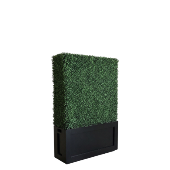 Picture of 3.5' L x 5' H Boxwood  Hedges