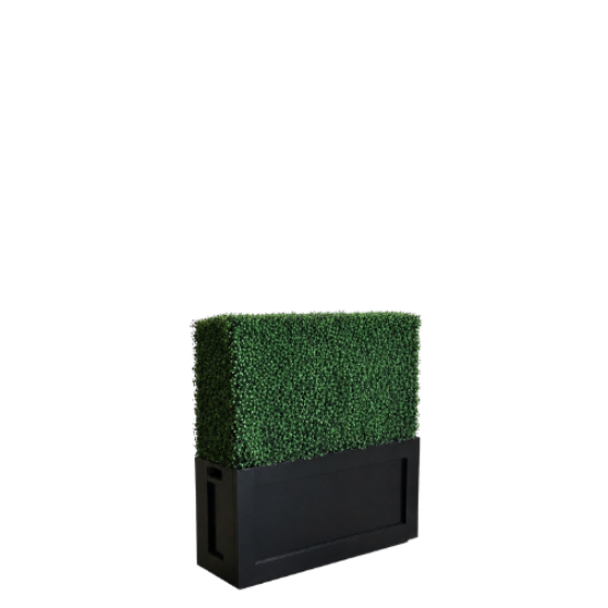 Picture of 3.5' L x 3.5' H Boxwood  Hedges