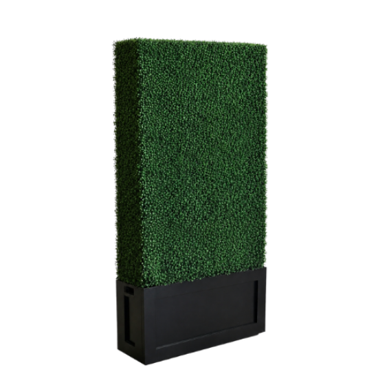 Picture of 3.5' L x 8' H Boxwood  Hedges