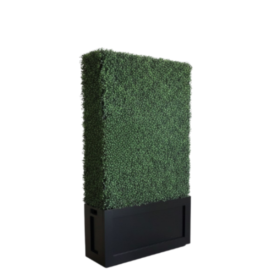 Picture of 3.5' L x 6' H Boxwood  Hedges