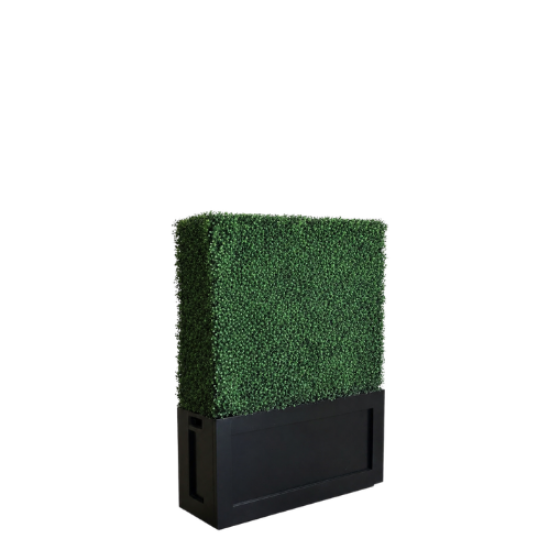 Picture of 3.5' L x 4' H Boxwood Hedges
